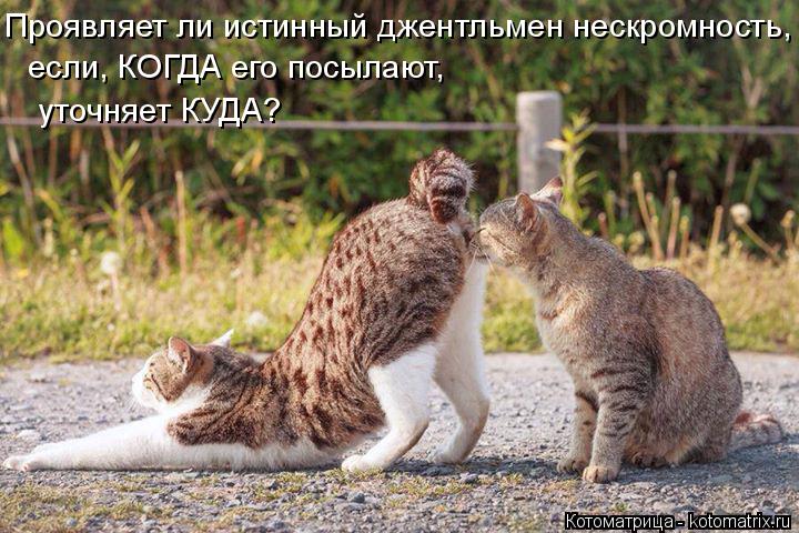 Проявляет ли истинный джентльмен нескромность, если, КОГДА его посылают, уточняет КУДА?... Котоматрица: Проявляет ли истинный джентльмен нескромность, если, КОГДА его посылают, уточняет КУДА?