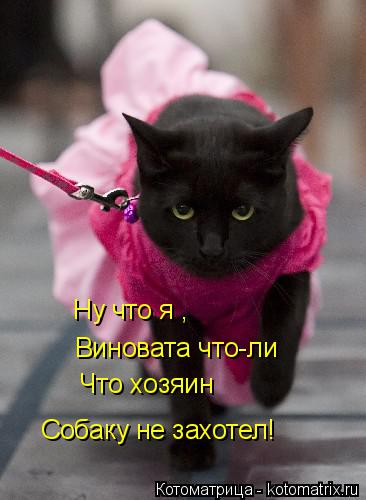 Котоматрица: Ну что я , Виновата что-ли Что хозяин Собаку не захотел!