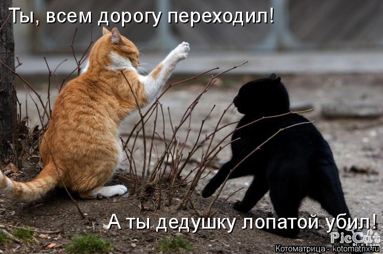 А ты дедушку лопатой убил! Ты, всем дорогу переходил!... Котоматрица: А ты дедушку лопатой убил! Ты, всем дорогу переходил!