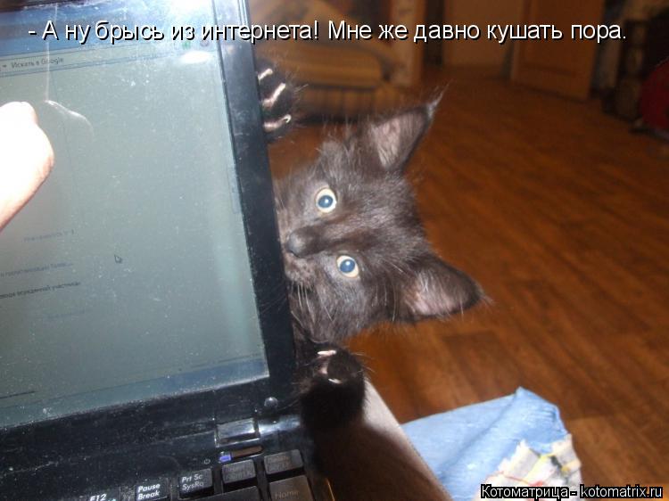- А ну брысь из интернета! Мне же давно кушать пора.... Котоматрица: - А ну брысь из интернета! Мне же давно кушать пора.