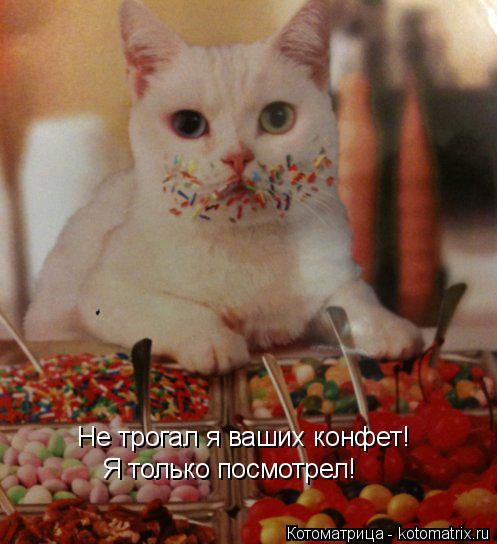 Не трогал я ваших конфет! Я только посмотрел!... Котоматрица: Не трогал я ваших конфет! Я только посмотрел!