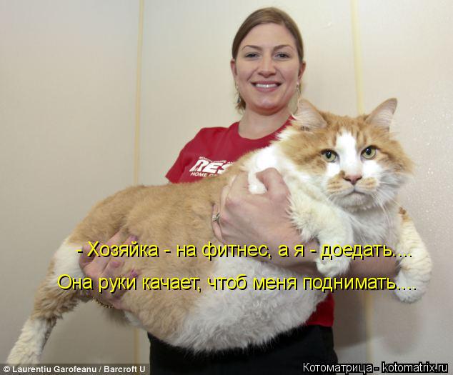 - Хозяйка - на фитнес, а я - доедать.... Она руки качает, чтоб меня поднимать....... Котоматрица: - Хозяйка - на фитнес, а я - доедать.... Она руки качает, чтоб меня поднимать....