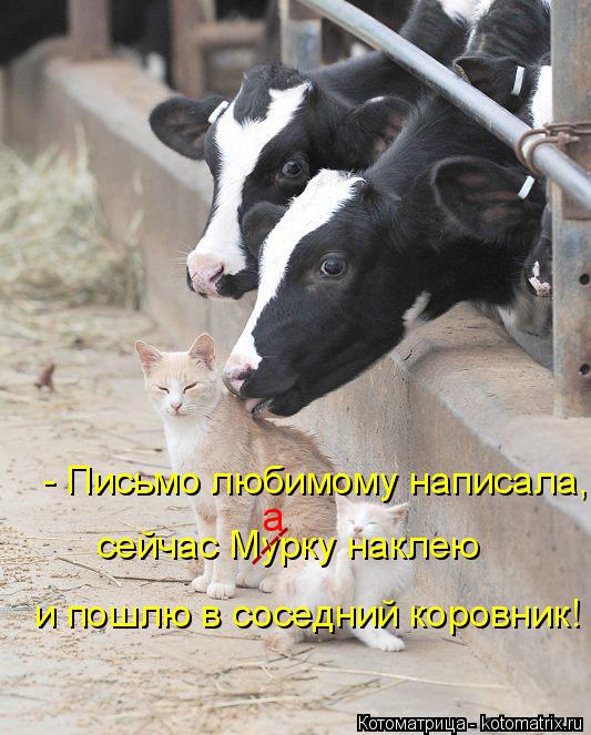 сейчас Мурку наклею и пошлю в соседний коровник! ---- а - Письмо любимому написала,... Котоматрица: сейчас Мурку наклею и пошлю в соседний коровник! ---- а - Письмо любимому написала,