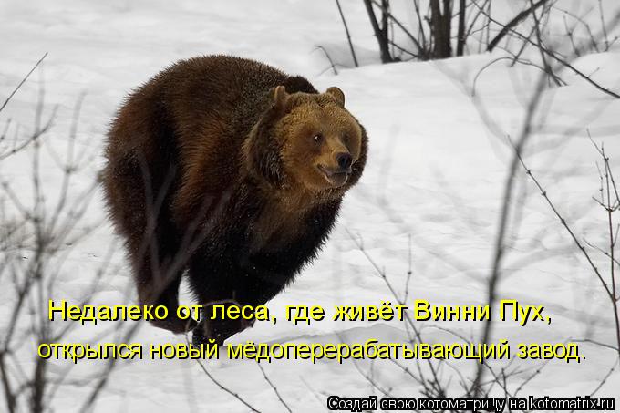 Котоматрица: Недалеко от леса, где живёт Винни Пух, открылся новый мёдоперерабатывающий завод.