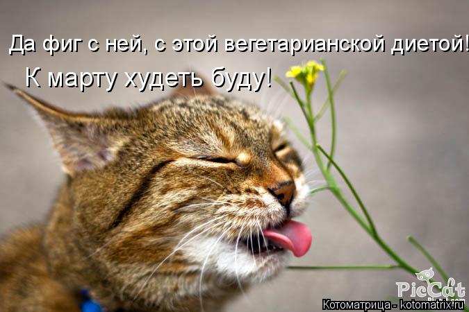 Да фиг с ней, с этой вегетарианской диетой! К марту худеть буду!... Котоматрица: Да фиг с ней, с этой вегетарианской диетой! К марту худеть буду!