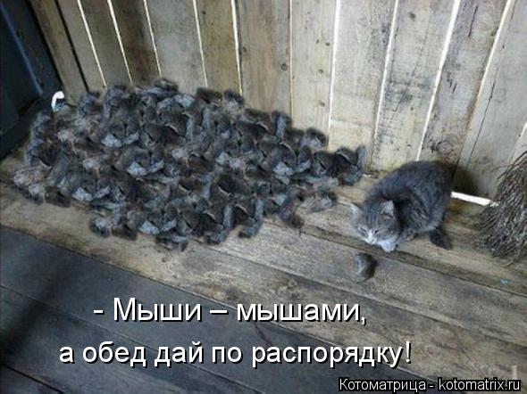 - Мыши – мышами, а обед дай по распорядку!... Котоматрица: - Мыши – мышами, а обед дай по распорядку!
