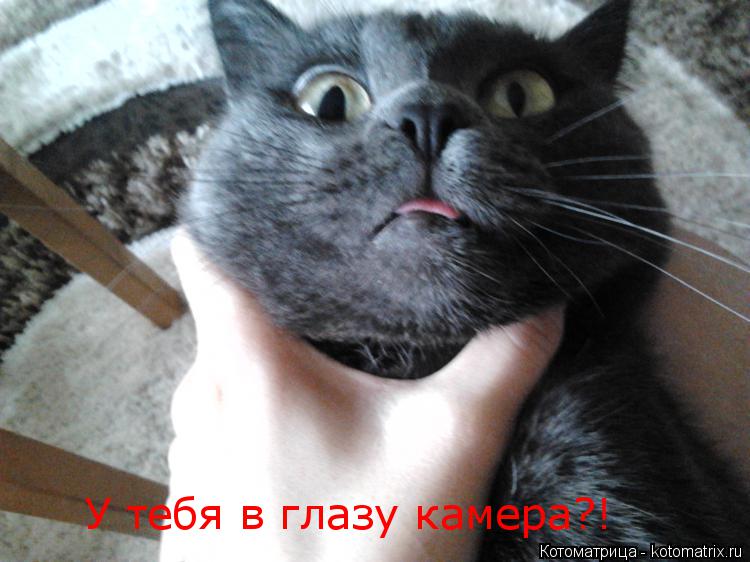 У тебя в глазу камера?!... Котоматрица: У тебя в глазу камера?!