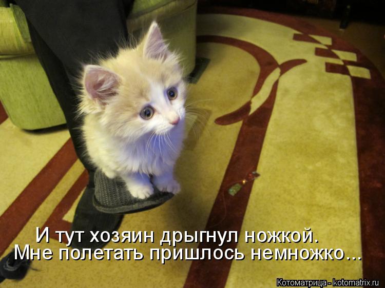 Мне полетать пришлось немножко... И тут хозяин дрыгнул ножкой.... Котоматрица: Мне полетать пришлось немножко... И тут хозяин дрыгнул ножкой.