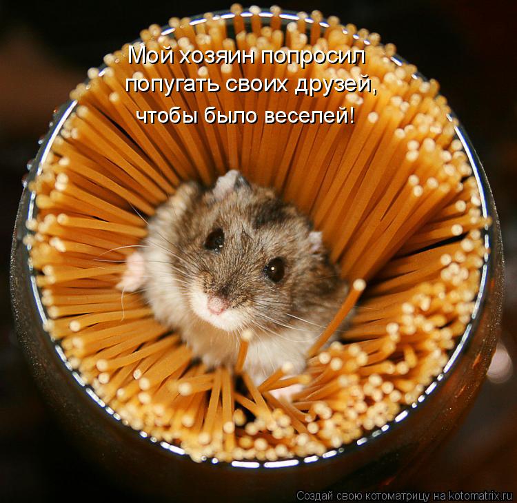 Мой хозяин попросил попугать своих друзей, чтобы было веселей!... Котоматрица: Мой хозяин попросил попугать своих друзей, чтобы было веселей!