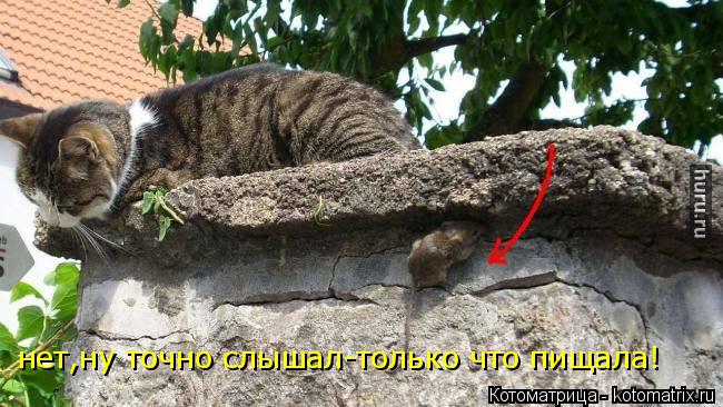 нет,ну точно слышал-только что пищала!... Котоматрица: нет,ну точно слышал-только что пищала!