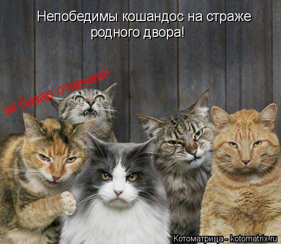 Непобедимы кошандос на страже родного двора! за базар отвечаю!... Котоматрица: Непобедимы кошандос на страже родного двора! за базар отвечаю!