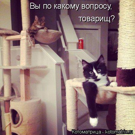 Вы по какому вопросу, товарищ?... Котоматрица: Вы по какому вопросу, товарищ?
