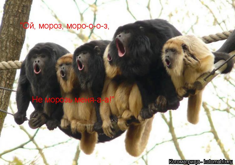 Котоматрица: "Ой, мороз, моро-о-о-з, Не морозь меня-а-а!"