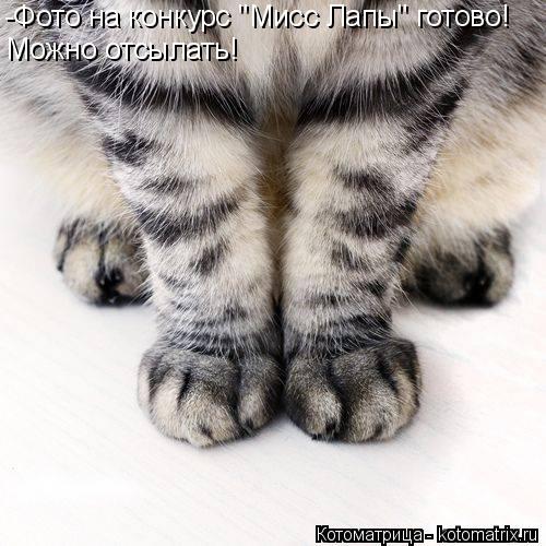 -Фото на конкурс "Мисс Лапы" готово! Можно отсылать!... Котоматрица: -Фото на конкурс "Мисс Лапы" готово! Можно отсылать!