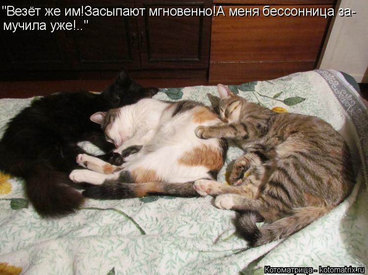 "Везёт же им!Засыпают мгновенно!А меня бессонница за- мучила уже!.."... Котоматрица: "Везёт же им!Засыпают мгновенно!А меня бессонница за- мучила уже!.."