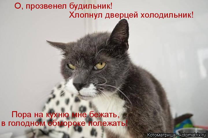 Хлопнул дверцей холодильник! О, прозвенел будильник! Пора на кухню мне бежать, в голодном обмороке ... Котоматрица: Хлопнул дверцей холодильник! О, прозвенел будильник! Пора на кухню мне бежать, в голодном обмороке полежать!