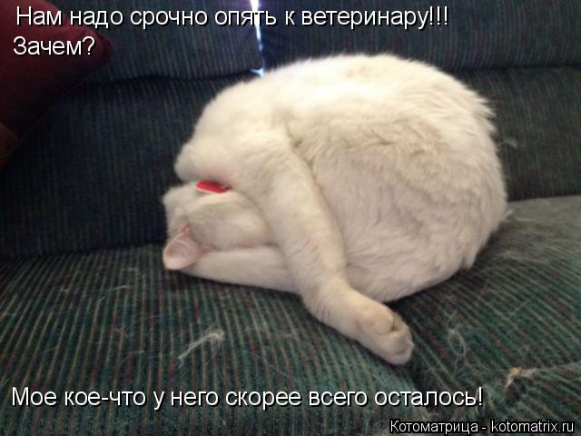 Нам надо срочно опять к ветеринару!!! Зачем? Мое кое-что у него скорее всего осталось!... Котоматрица: Нам надо срочно опять к ветеринару!!! Зачем? Мое кое-что у него скорее всего осталось!