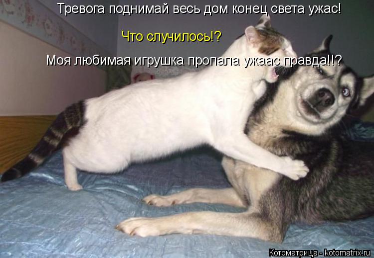 Котоматрица: Тревога поднимай весь дом конец света ужас! Что случилось!? Моя любимая игрушка пропала ужаас правда!!?