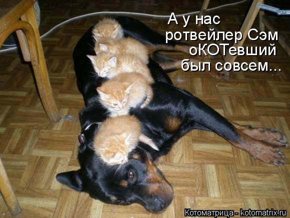 А у нас ротвейлер Сэм оКОТевший был совсем...... Котоматрица: А у нас ротвейлер Сэм оКОТевший был совсем...
