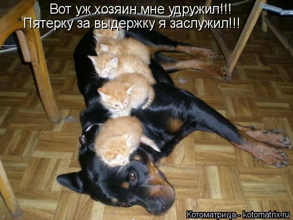 Вот уж хозяин мне удружил!!! Пятерку за выдержку я заслужил!!!... Котоматрица: Вот уж хозяин мне удружил!!! Пятерку за выдержку я заслужил!!!