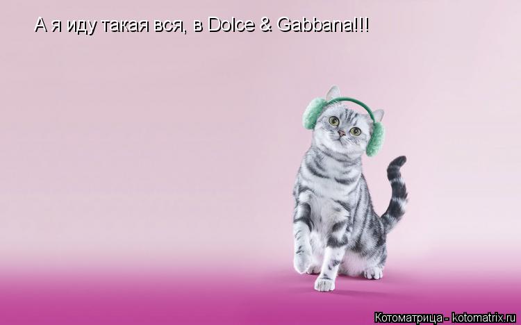 А я иду такая вся, в Dolce & Gabbana!!!... Котоматрица: А я иду такая вся, в Dolce & Gabbana!!!