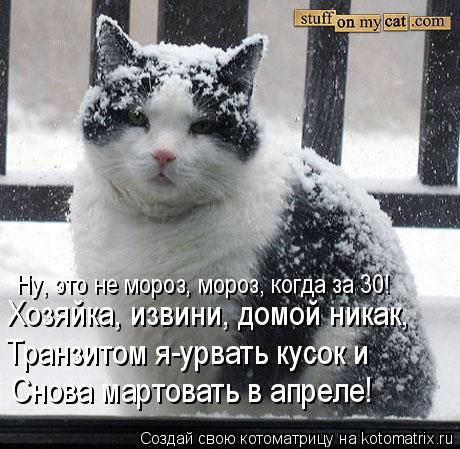 Ну, это не мороз, мороз, когда за 30! Хозяйка, извини, домой никак, Транзитом я-урвать кусок и Снова ... Котоматрица: Ну, это не мороз, мороз, когда за 30! Хозяйка, извини, домой никак, Транзитом я-урвать кусок и Снова мартовать в апреле!