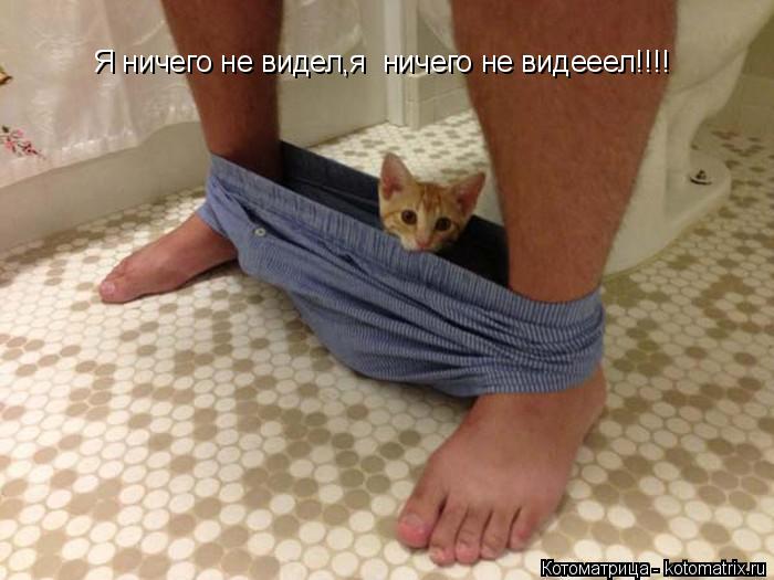 Я ничего не видел,я ничего не видееел!!!!... Котоматрица: Я ничего не видел,я ничего не видееел!!!!