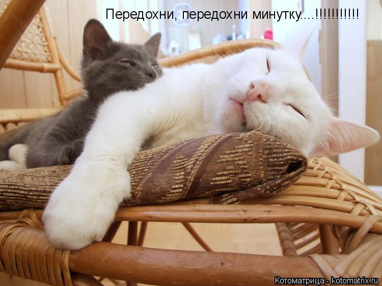 Передохни, передохни минутку....!!!!!!!!!!!... Котоматрица: Передохни, передохни минутку....!!!!!!!!!!!