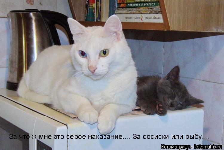 За что ж мне это серое наказание.... За сосиски или рыбу....... Котоматрица: За что ж мне это серое наказание.... За сосиски или рыбу....