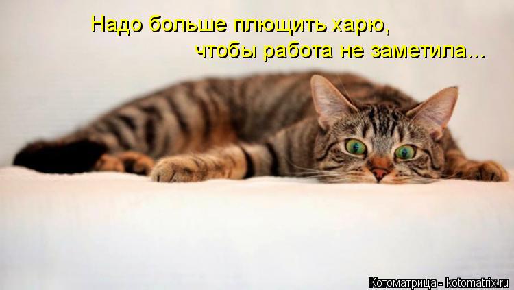 Котоматрица: Надо больше плющить харю, чтобы работа не заметила...