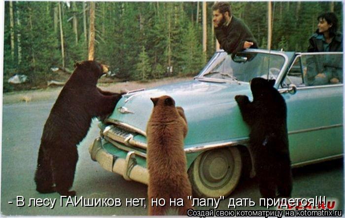 - В лесу ГАИшиков нет, но на "лапу" дать придется!!!... Котоматрица: - В лесу ГАИшиков нет, но на "лапу" дать придется!!!
