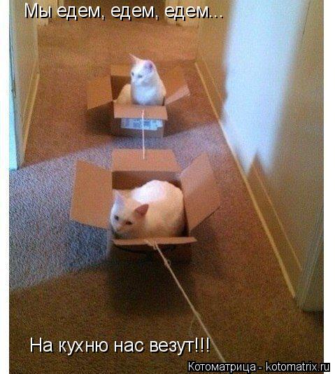 Котоматрица: Мы едем, едем, едем... На кухню нас везут!!!