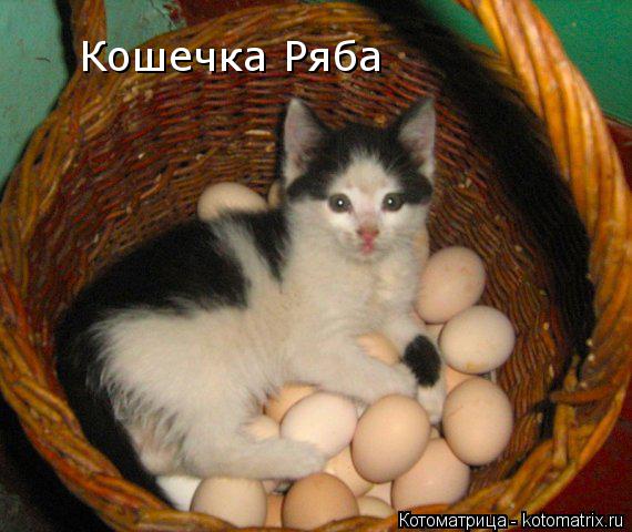 Кошечка Ряба... Котоматрица: Кошечка Ряба