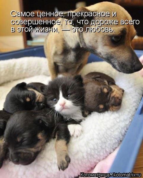 Самое ценное, прекрасное и совершенное, то, что дороже всего в этой жизни, — это любовь.... Котоматрица: Самое ценное, прекрасное и совершенное, то, что дороже всего в этой жизни, — это любовь.