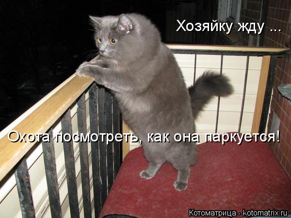 Хозяйку жду ... Охота посмотреть, как она паркуется!... Котоматрица: Хозяйку жду ... Охота посмотреть, как она паркуется!