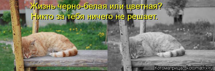 Жизнь черно-белая или цветная? Никто за тебя ничего не решает.... Котоматрица: Жизнь черно-белая или цветная? Никто за тебя ничего не решает.