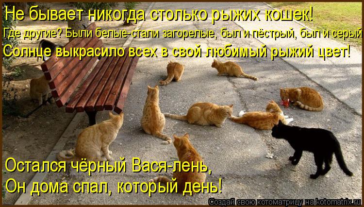 Не бывает никогда столько рыжих кошек! Где другие? Были белые-стали загорелые, был и пёстрый, был и с... Котоматрица: Не бывает никогда столько рыжих кошек! Где другие? Были белые-стали загорелые, был и пёстрый, был и серый Солнце выкрасило всех в свой любимы