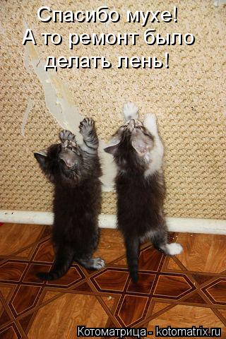 Спасибо мухе! А то ремонт было делать лень!... Котоматрица: Спасибо мухе! А то ремонт было делать лень!