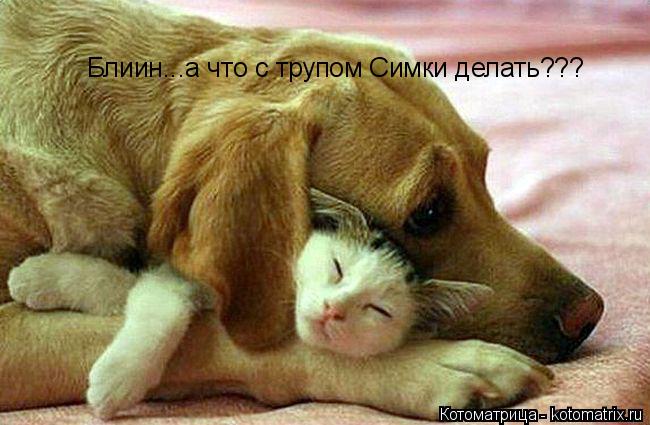 Блиин...а что с трупом Симки делать???... Котоматрица: Блиин...а что с трупом Симки делать???