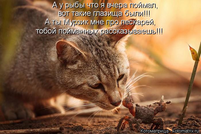А у рыбы что я вчера поймал, вот такие глазища были!!! тобой пойманных рассказываешь!!! А ты Мурзик м... Котоматрица: А у рыбы что я вчера поймал, вот такие глазища были!!! тобой пойманных рассказываешь!!! А ты Мурзик мне про пескарей,