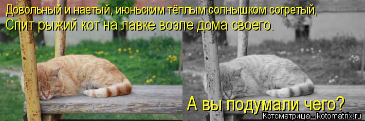 Довольный и наетый, июньским тёплым солнышком согретый, Спит рыжий кот на лавке возле дома своего. А ... Котоматрица: Довольный и наетый, июньским тёплым солнышком согретый, Спит рыжий кот на лавке возле дома своего. А вы подумали чего?