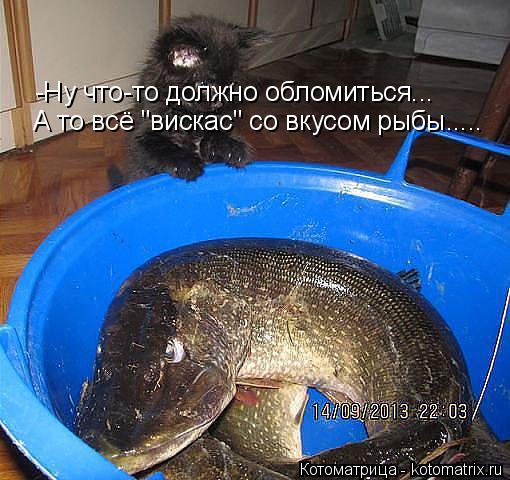 -Ну что-то должно обломиться... А то всё "вискас" со вкусом рыбы........ Котоматрица: -Ну что-то должно обломиться... А то всё "вискас" со вкусом рыбы.....