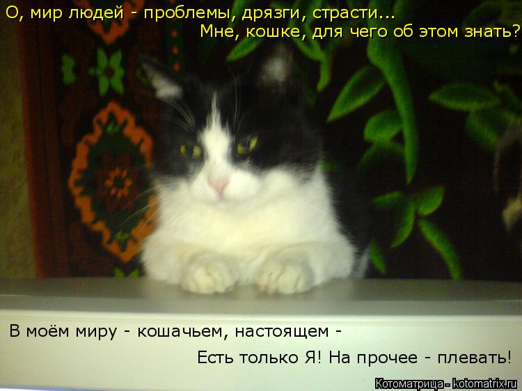 Котоматрица: О, мир людей - проблемы, дрязги, страсти...  В моём миру - кошачьем, настоящем -  Есть только Я! На прочее - плевать! Мне, кошке, для чего об этом зн