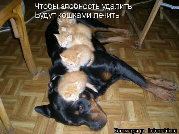 Чтобы злобность удалить, Будут кошками лечить... Котоматрица: Чтобы злобность удалить, Будут кошками лечить