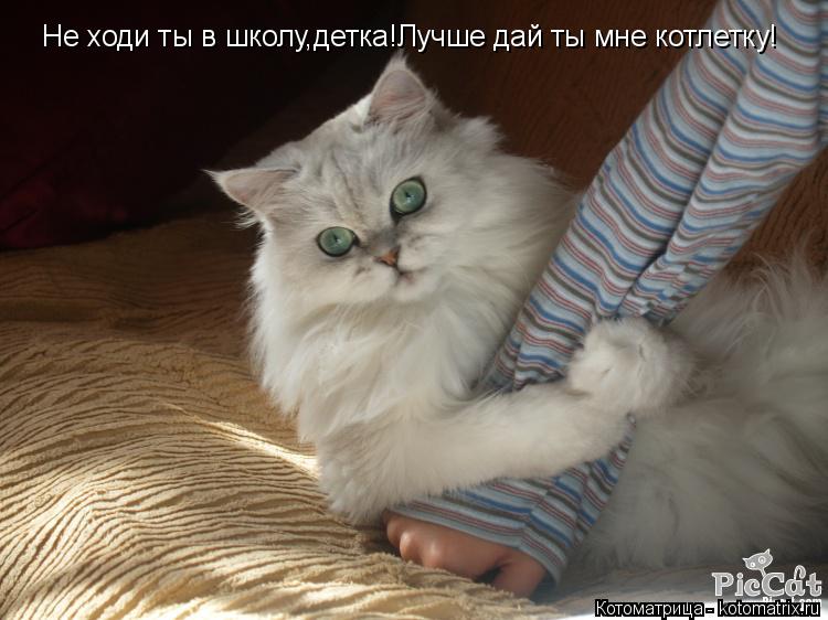 Котоматрица: Не ходи ты в школу,детка!Лучше дай ты мне котлетку!