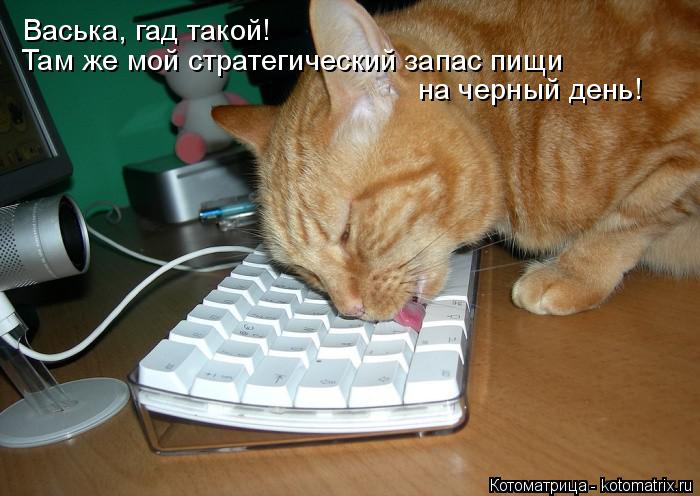 Васька, гад такой! Там же мой стратегический запас пищи на черный день!... Котоматрица: Васька, гад такой! Там же мой стратегический запас пищи на черный день!