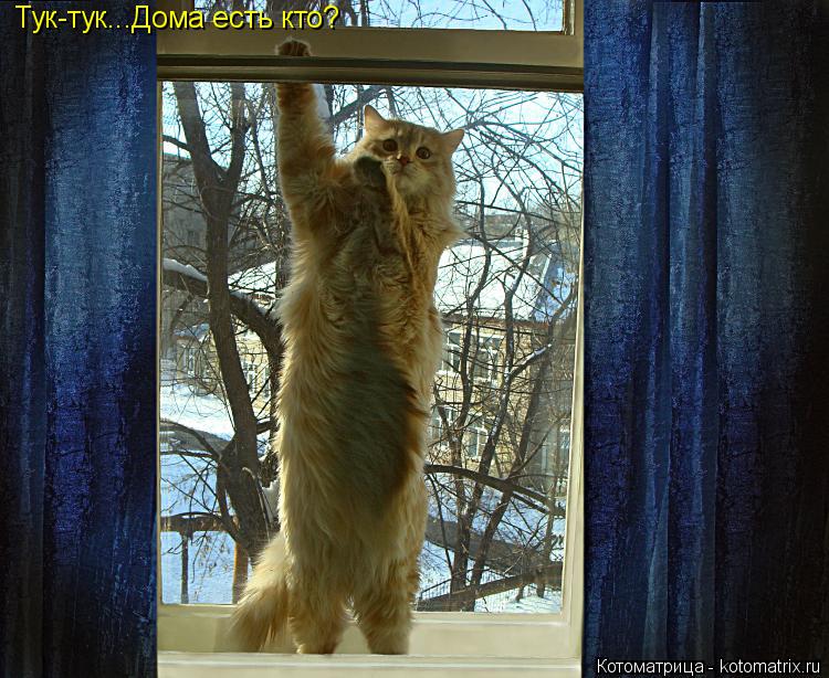 Тук-тук...Дома есть кто?... Котоматрица: Тук-тук...Дома есть кто?