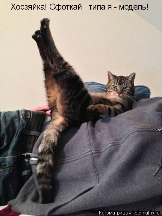 Хосзяйка! Сфоткай, типа я - модель!... Котоматрица: Хосзяйка! Сфоткай, типа я - модель!