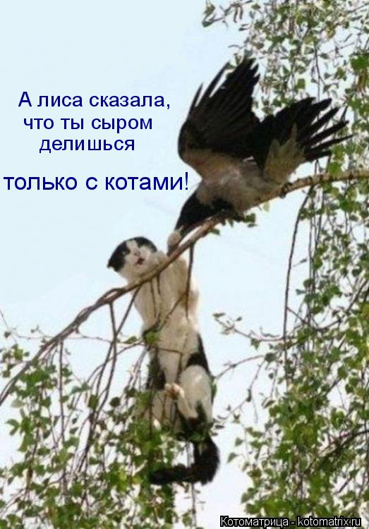 только с котами! А лиса сказала, что ты сыром делишься... Котоматрица: только с котами! А лиса сказала, что ты сыром делишься