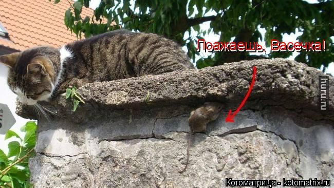 Лоажаешь, Васечка! Лоажаешь, Васечка!... Котоматрица: Лоажаешь, Васечка! Лоажаешь, Васечка!